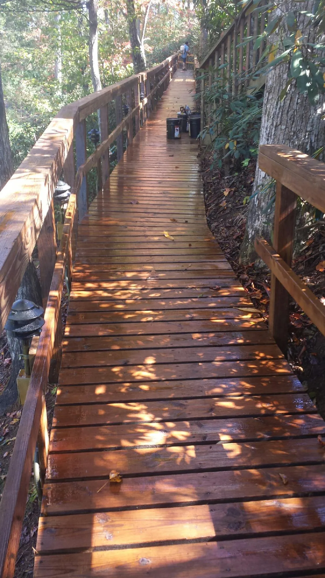 Freshly stained wood walkway winding through the woods in Woodacre